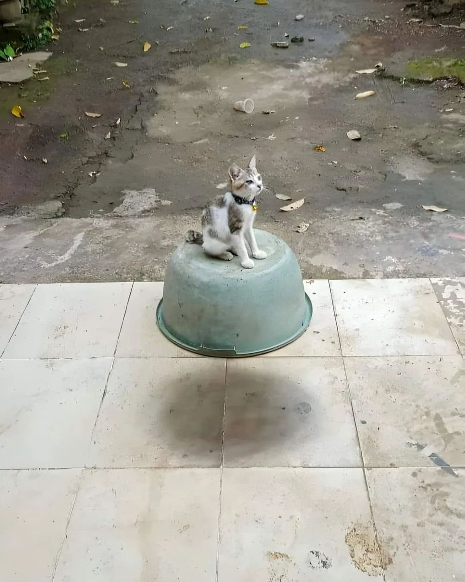 PunchingCat's tweet photo. https://t.co/aeMUWPM0pF