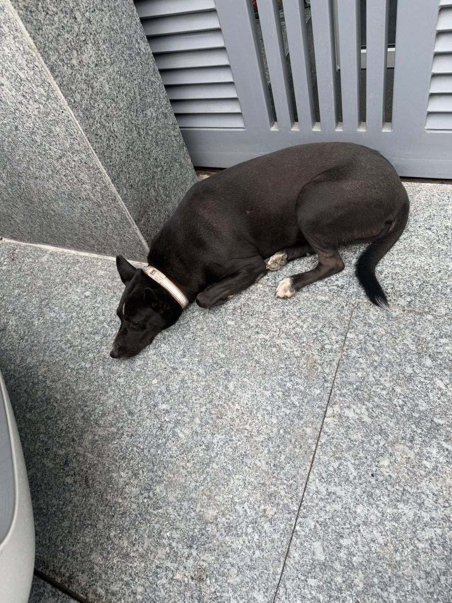 djque_s's tweet photo. おはようございます🇮🇳︎︎︎︎☁
(`・ω・´)ゞ
本日も皆様ご安全に!
今朝のホテル🐕 ͗ ͗
#おはようございます
#Saftyfirst https://t.co/GEz7LNwK7z
