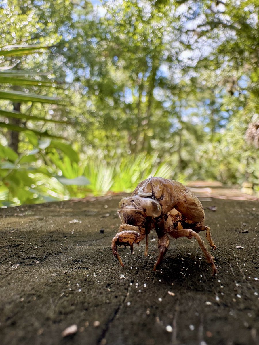 dolbyl's tweet photo. Hello 👋🏼 cicada 😊. #optoutside #getoutside #lovefl #cicada https://t.co/9kxyo7MpCU