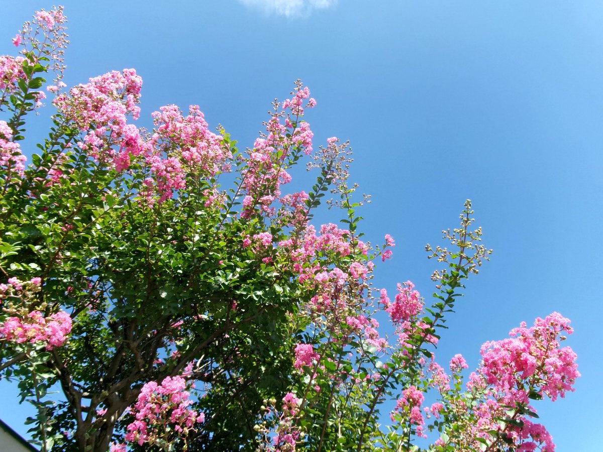 tsk_yrsk's tweet photo. なにかに待ち惚け、百日紅の花が咲く https://t.co/N5gkjKnf5C
