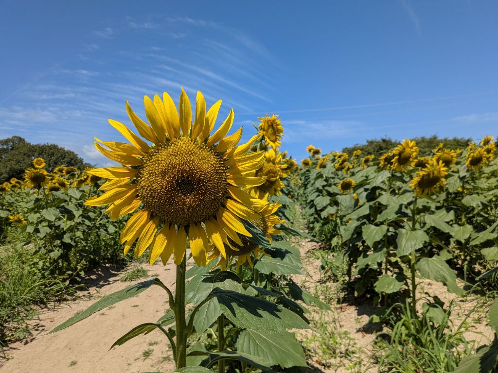 anan_shinkou's tweet photo. 🌻【平石農場・ひまわり畑】🌻
8月24日現在のひまわり畑の様子です。
23日に閉園となりましたひまわり畑ですが、今日から一週間ほど見頃が続きます。
無人となってしまいますが、花を楽しむことができます。

＃阿南町　＃平石農場　＃ひまわり https://t.co/rINeT6lgMg