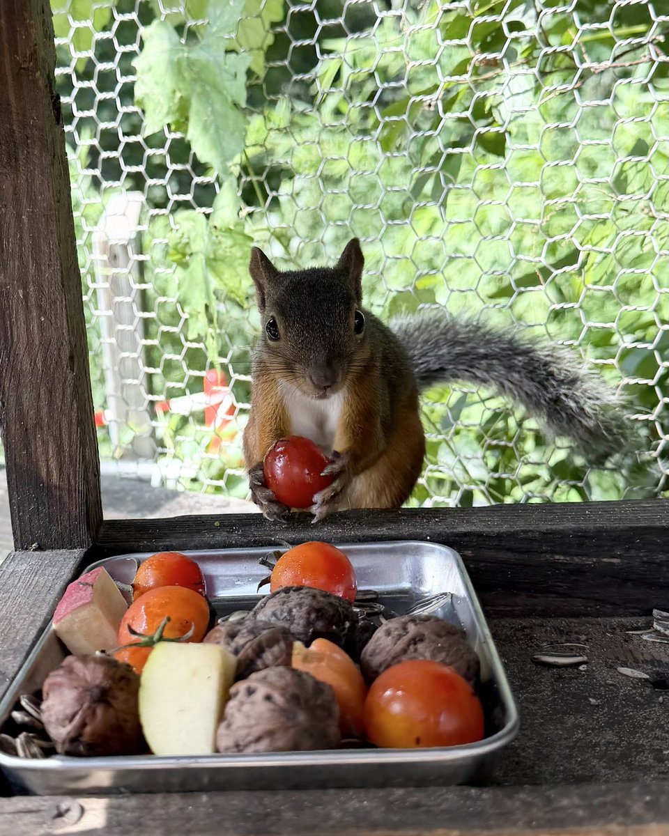 omoriyama_zoo's tweet photo. #ニホンリス の #由利子 はミニトマトがお気に入り🍅
真っ先に手に取ってカメラ目線🐿️📸

#大森山動物園 https://t.co/mUUdcxbBLo