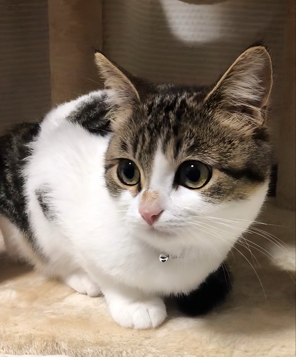 nikoandkotatoro's tweet photo. 可愛すぎるキジシロ子猫（国宝級） https://t.co/RNqHiR6g6X
