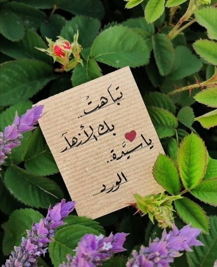 modys1999's tweet photo. @salomy75 ياصباح الورد والفل والياسمين سالومي بهجة كل صباح https://t.co/Jnen88Eqr7