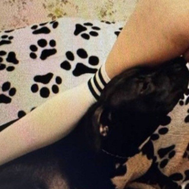 lisapawsxpca's tweet photo. 🐾🐾🥵🥵🐾🐾
 #knotty #doglover #dogwhore
#zoo
#knotted #animallovers #hypnotist #nfsw
#dogtrainer
#AsS
#Beastiality #weekendvibe #tits #Beast
#zoophillia
#dogpill #wanking #KnottedRP #Taboo
#Breeder
#SloppyKiss #nsfwtwt #trending
🖇️👇��🖇️ telegram 
https://t.co/hRs2h8numu https://t.co/VucphFnJSX