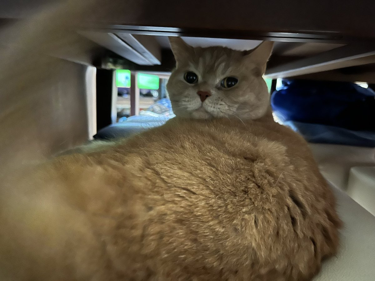 Haya_AmqNa_'s tweet photo. ただ振り向いているだけの猫 https://t.co/TOsmD0MbJ9