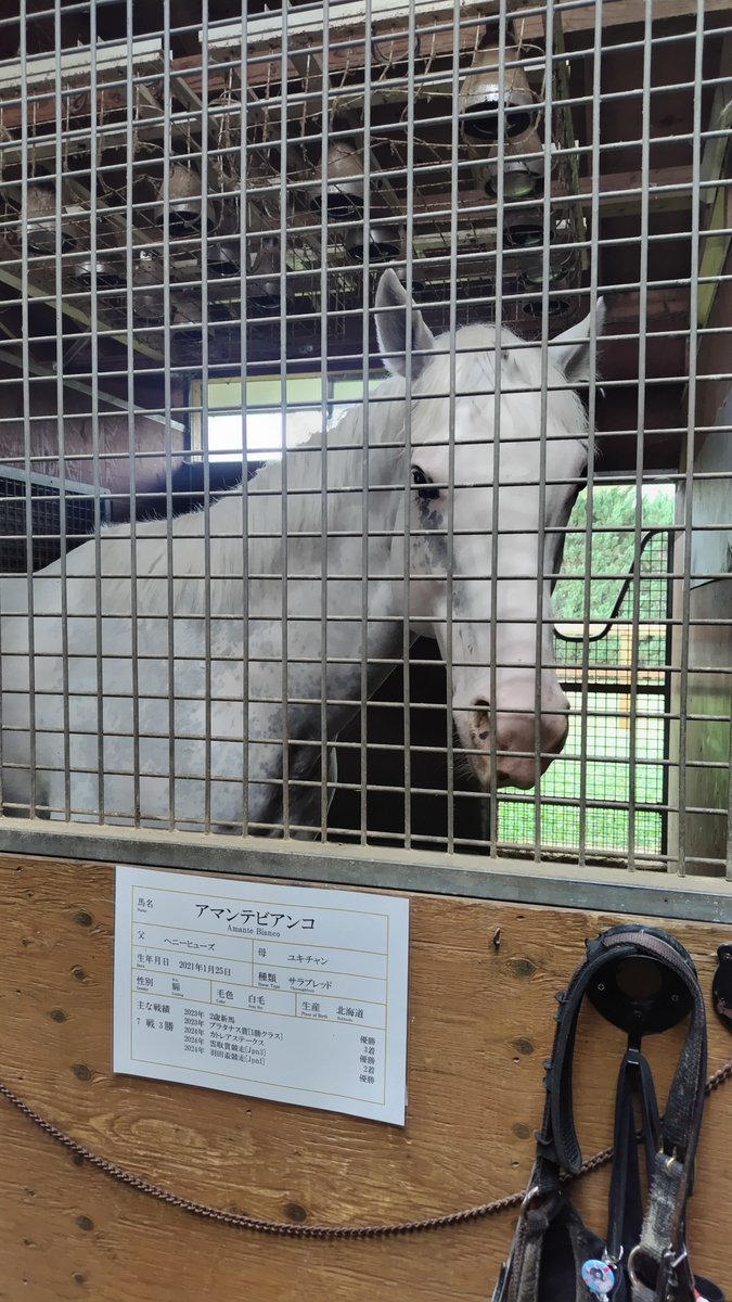 akachamp5972's tweet photo. アマンテビアンコだ❗️

#アマンテビアンコ
#白毛
#シラユキヒメ一族
#ノーザンホースパーク https://t.co/iA1mZyd5OC