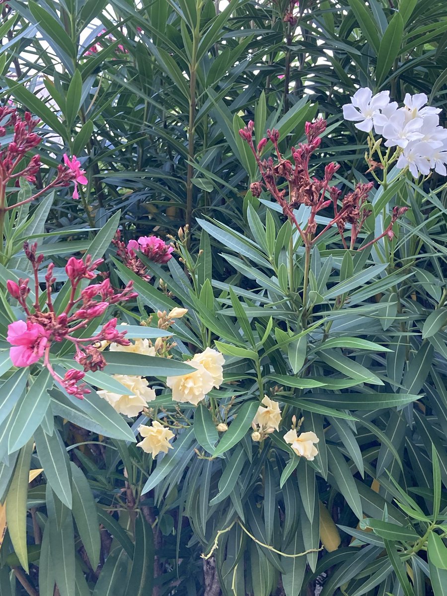 KazuWatako's tweet photo. 3色　一緒に

仲良く　🩷💛🤍🌿 https://t.co/jo9uHDBjFI