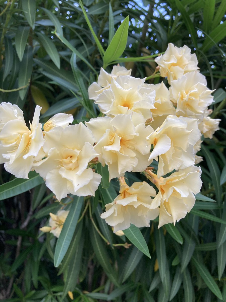 KazuWatako's tweet photo. 3色　一緒に

仲良く　🩷💛🤍🌿 https://t.co/jo9uHDBjFI
