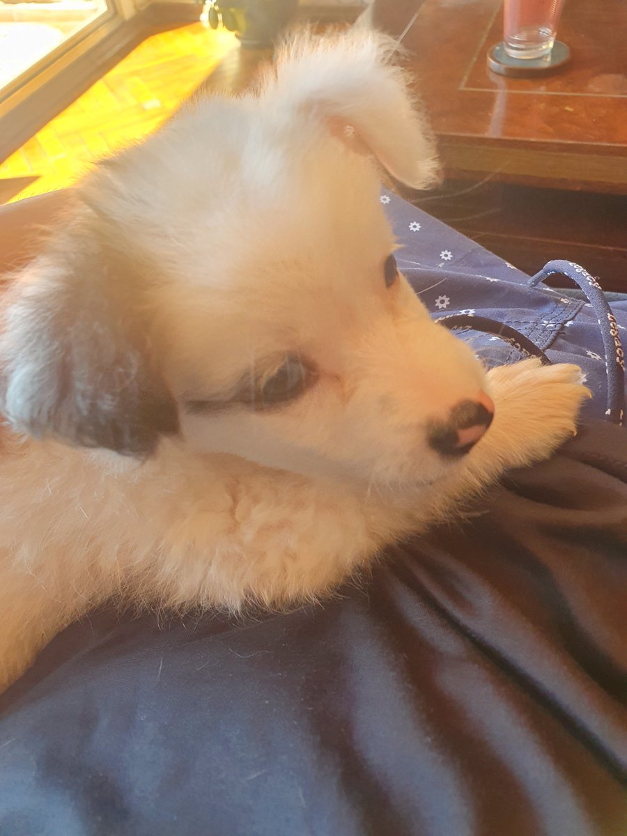 Kuroo133's tweet photo. Doggie reveal para que terminen bien su domingo ♡ https://t.co/LCIkualw5i