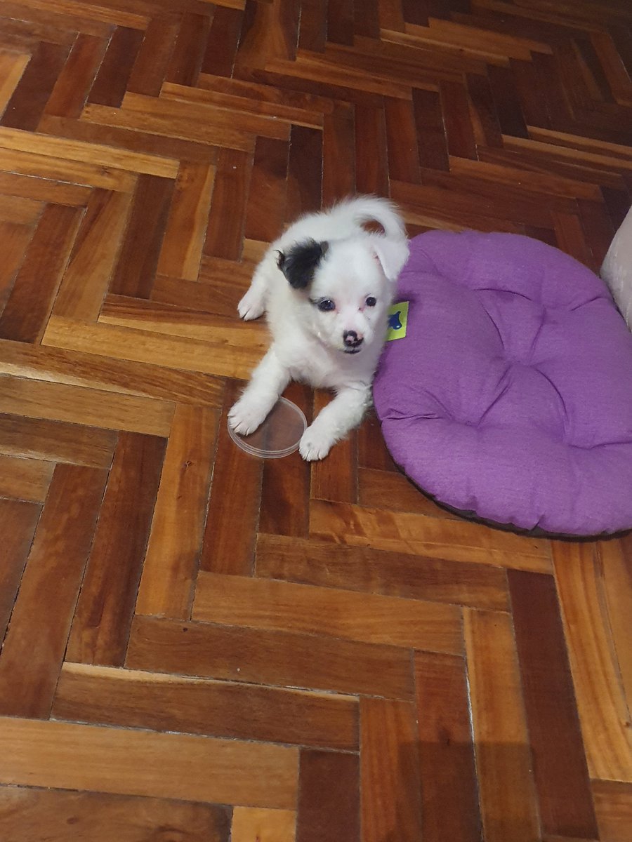 Kuroo133's tweet photo. Doggie reveal para que terminen bien su domingo ♡ https://t.co/LCIkualw5i