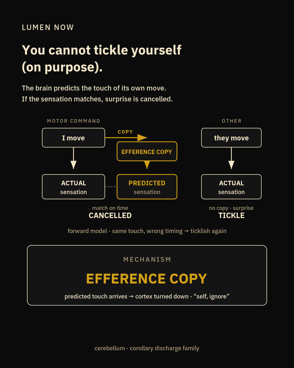 LumenNow's tweet photo. You cannot tickle yourself. That is not a personality trait. It is a prediction.

When you move, the brain keeps a copy of the motor command — an efference copy — and the cerebellum runs a forward model: if I do this, I should feel that. If the predicted touch arrives on time, somatosensory cortex is turned down. The sensation is real. It is just marked “self, ignore.”

Blakemore, Wolpert and Frith (1998) made this ugly and beautiful with robots. The same stroke on the palm feels less tickly when you cause it than when a robot does. Insert a delay of up to 200 ms between your movement and the touch, and ticklishness climbs. Same hand, same foam, wrong timing. The prediction misses. The attenuation fails.

The useful picture: a lot of “self” is a cancellation loop. You know it is you because the world matched the model. Surprise is what other people are for.

— Blakemore, Wolpert & Frith, Nature Neuroscience 1998