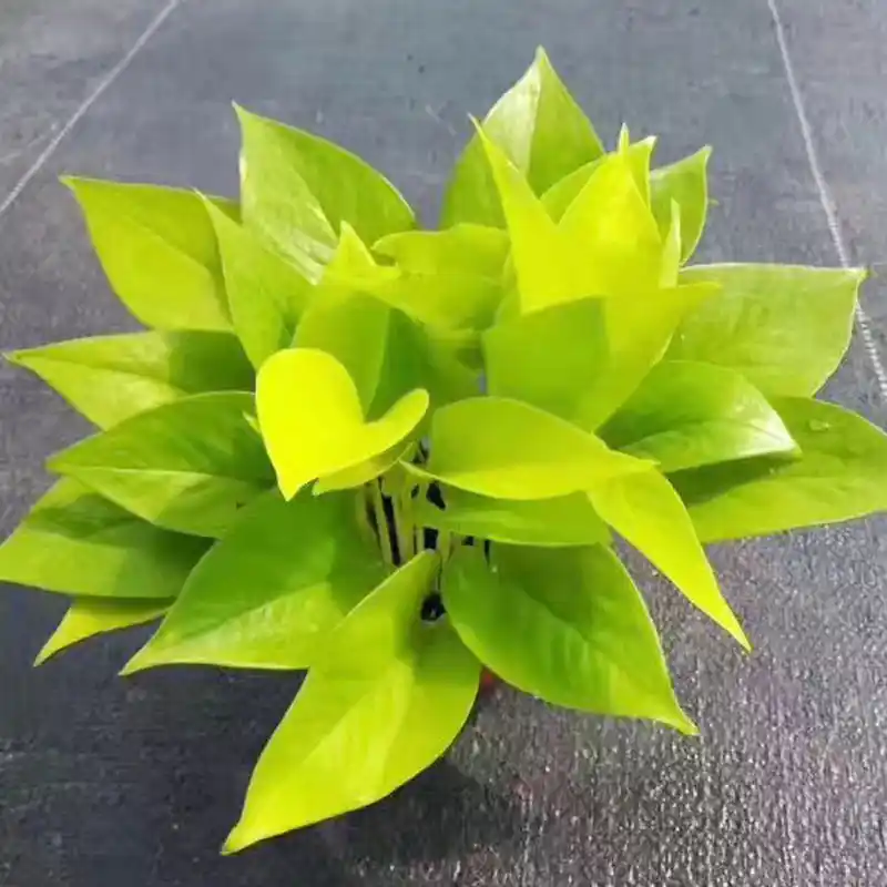 TomasWindaroo's tweet photo. Your pothos will thrive if you water it only when the top 2 inches of soil feel dry u0026 place it in bright indirect light—no overwatering needed! https://t.co/qMNYbfvjwo