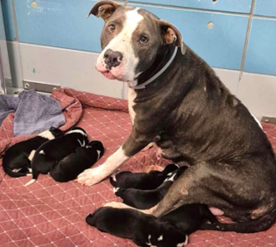 TrinityMcGibbon's tweet photo. 🆘️ On Euthanasia list at BARC, Houston for Monday, 8/24/26. Deadline at 5PM CDT Monday 🆘️
ID #A2092336

🆘️ RESCUE ONLY 🆘️

📌 PLEDGE INFORMATION 📌
🆘️ Please do not honor pledges until a freedom picture is added to ensure pledges are going to the rescue that tagged. We will be putting the dog name and rescue name on the freedom picture. 🆘️

🐾 Meet Willow — a 6-year-old momma with 7 newborn puppies

🐾Willow — ID #A2092336
Female | ~6 years old | Staffordshire Mix | Gray & White
Weight: 63.6 lbs
Intake Date: 8/20/2026
Status: Rescue placement 

🐾Her puppies:

🐶 Daisy — Female | #A2092337 | 1.4 lbs
🐶 Flora — Female | #A2092338 | 1.5 lbs
🐶 Clover — Female | #A2092339 | 1.6 lbs
🐶 Cedar — Male | #A2092340 | 1.2 lbs
🐶 River — Male | #A2092341 | 1.5 lbs
🐶 Forest — Male | #A2092342 | 1.2 lbs
🐶 Hazel — Female | #A2092343 | 1.7 lbs

💕All seven puppies are approximately 4 days old 

🩺 MEDICAL NOTES:

Willow is a 63.6-lb, approximately 6-year-old nursing mother who arrived with her seven newborn puppies 

She received DA2PP-V, Bordetella and 1-year rabies vaccines, as well as deworming, Pyrantel and Advantage Multi.

 Heartworm test: HIGH POSITIVE. 

The puppies are approximately 4 days old and weigh between 1.2 and 1.7 lbs. Their records identify them as immature newborns.

⸻

🐾 BEHAVIOR NOTES:

Willow is described as a protective and devoted mother. In the kennel, she displays alarm barking while watching and guarding her puppies.

She needs an experienced handler who understands maternal protective behavior, respects her boundaries and can safely manage her while she is nursing.

She would do best in a quiet, clean and safe environment, and because she is currently nursing and protective of her puppies, slow introductions and appropriate separation from other dogs are recommended.

Her behavior may be heavily influenced by the stress of the shelter environment and the presence of her newborns.

⸻

💌 BARC CONTACT INFORMATION

Please provide the complete family IDs when contacting the shelter:

(MOM) Willow: #A2092336

Daisy: #A2092337
Flora: #A2092338
Clover: #A2092339
Cedar: #A2092340
River: #A2092341
Forest: #A2092342
Hazel: #A2092343

📧 BARC Foster: barcfoster@houstontx.gov
📧 BARC Adoptions: barcadoptions@houstontx.gov
📧 BARC Aid: BARC.Aid@houstontx.gov

📍 BARC Animal Shelter & Adoptions
3200 Carr St
Houston, TX 77026
📞 (713) 229-7300

⸻

🙏 Willow is a nursing mother with seven newborn babies who are only days old.

She needs an experienced rescue, foster or placement partner who can give this little family a safe, quiet place to nurse and grow.

Please share Willow and her seven babies urgently. One rescue commitment could save an entire family.

❤️ Willow + Daisy + Flora + Clover + Cedar + River + Forest + Hazel deserve the chance to stay together and make it safely out of BARC.