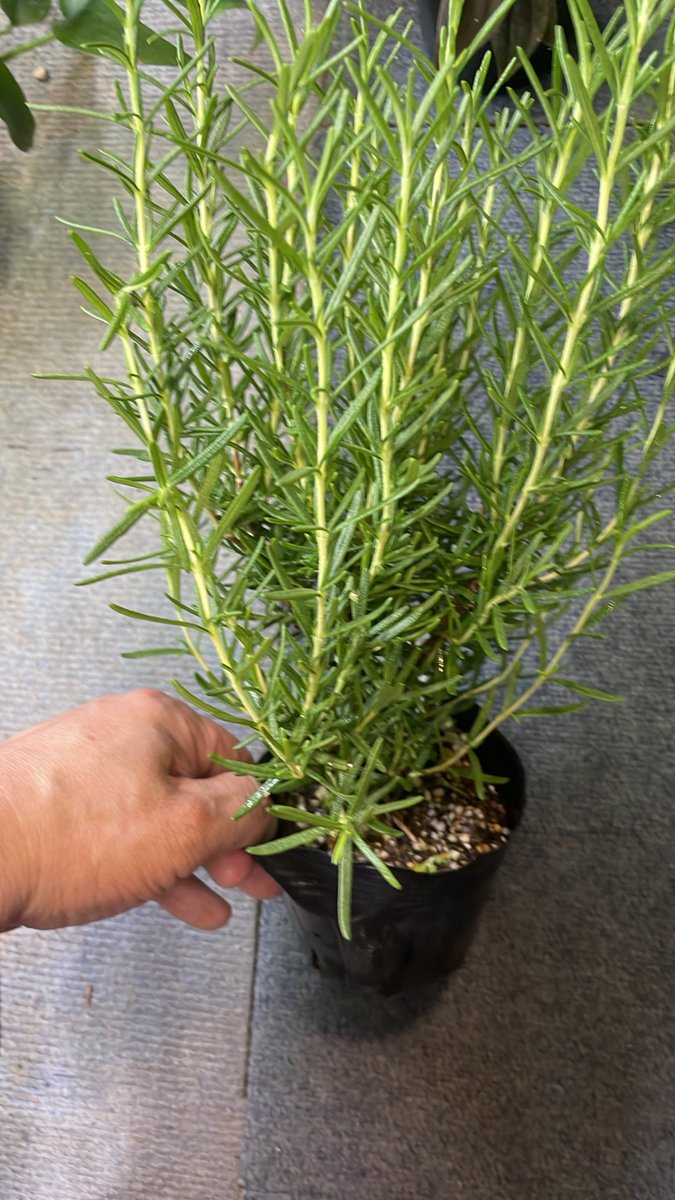 sakananooasis23's tweet photo. 8/24新入荷①
植物🪴
・ティランジア　アンドレアナ
・トラディスカンチア　ピンクパラダイス
・ローズマリー　マリンブルー
・ベゴニア　エスガルゴ
#さかなのオアシス
#植物
#アクアリウム
#熱帯魚
#大阪市港区 https://t.co/pxG7dYpz2J
