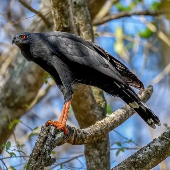 natural77384672's tweet photo. The Crane Hawk, ultimate beauty https://t.co/QnzUp8ech3