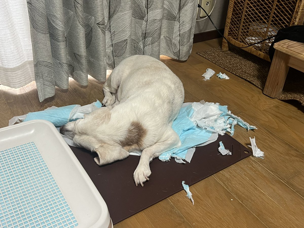 _te2co_'s tweet photo. 何が起こったらそんなことになる…？
事件現場で寝るな https://t.co/CPXhccmqTT