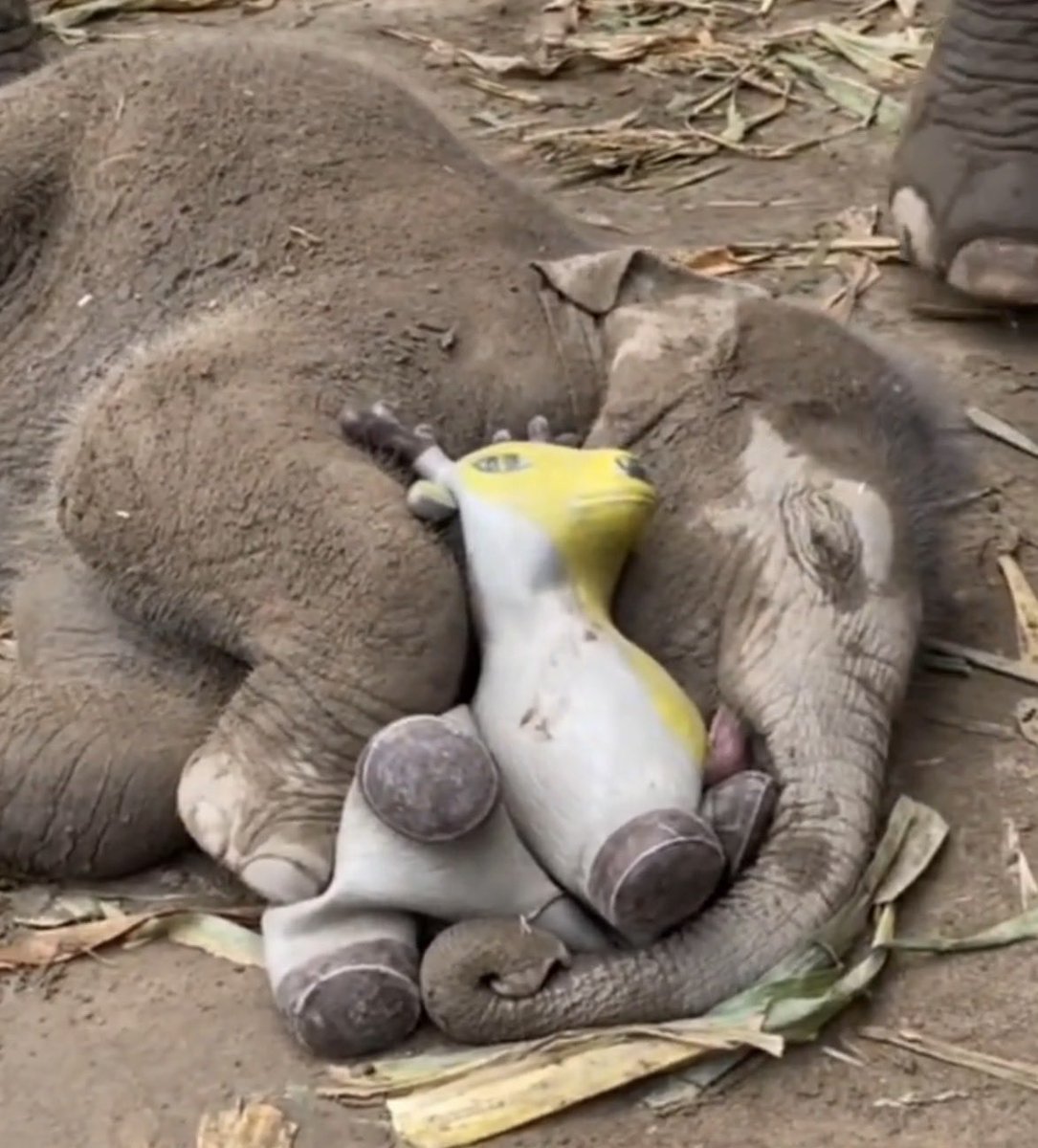 pvf2cc's tweet photo. @Dior100x Dior i know you’ll love this

Punch + Moodeng in a single play

Orchid the elephant with his favorite stuffed toy!

Super viral on tiktok too

Now at 50k mcap

J1RXNLxsuGZvxxDvdsuQxBcpTcN3vHwmQQzZNvEkpump

https://t.co/Z1GYhRBjiI https://t.co/JYGoC5YUix