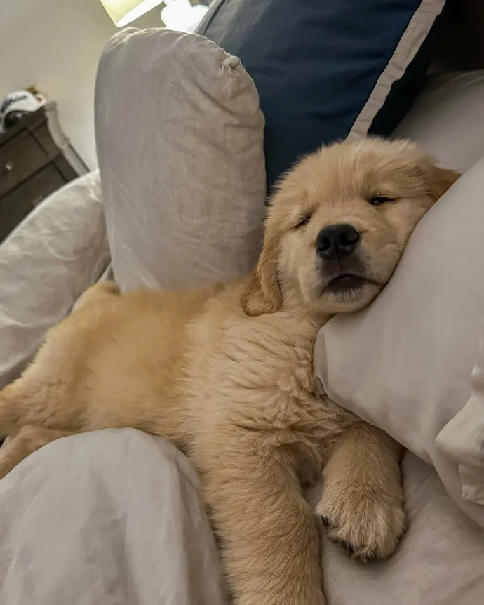 Kantapa89074259's tweet photo. My golden retriever pups just curled up on my lap while I worked—nothing beats this mid-week mood.  #PetJoy， https://t.co/vtR6ttLSqU