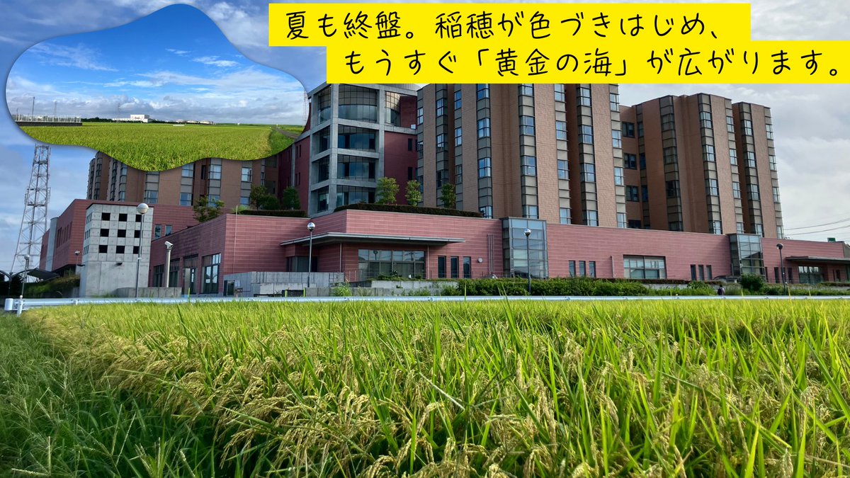 scmctweet's tweet photo. 処暑を迎え、病院から見渡す田んぼも少しずつ実りの季節へ🌾
夏の終わりと秋の気配が混ざり合う、この時期ならではの美しい景色が広がっています。暑さも峠を越える頃ですが、まだまだ残暑が続きます。皆様も体調にはくれぐれもお気をつけください。
#さいたま市民医療センター #田んぼ #残暑 #処暑 https://t.co/LldokIx9I7