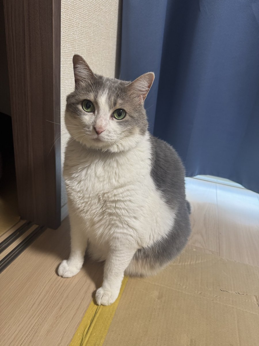 jojo28908894's tweet photo. 🐈🐈🐈 https://t.co/NSuoAGBMN1