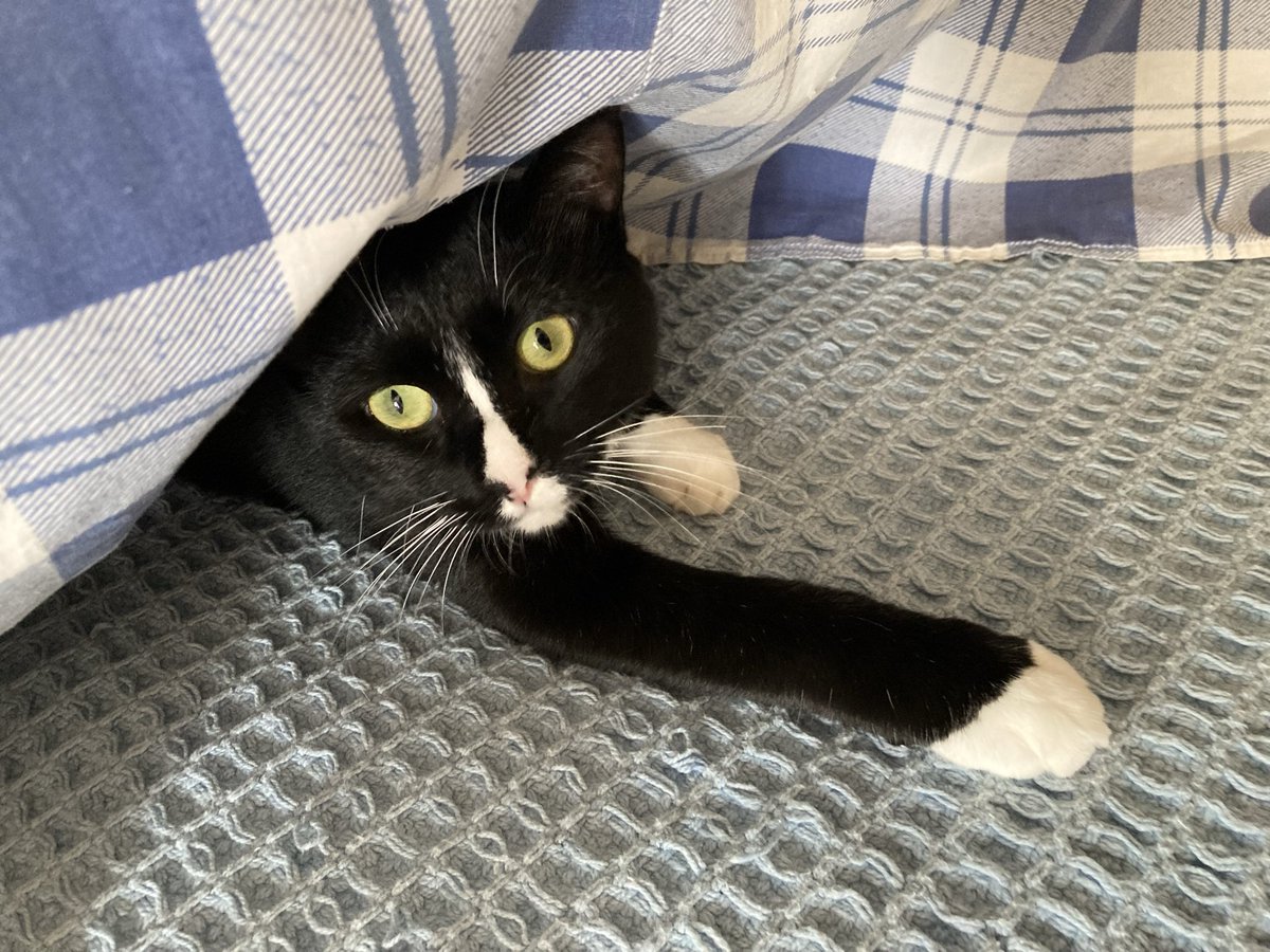 tomi_Brigadier's tweet photo. 今日の花ちゃん（推定1歳、女の子）
※2026/3/21より保護猫を飼い始めました

コメント
おっと、びっくり🐈‍⬛

#保護猫
#猫 https://t.co/ldN9WMPnI7