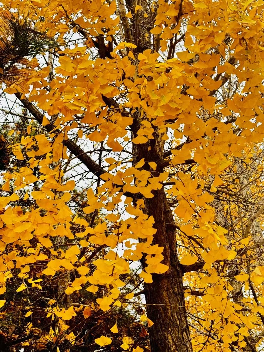 Viniciu98145591's tweet photo. Perfect autumn morning, crisp air, golden leaves crunching underfoot https://t.co/khU9ShsDxJ
