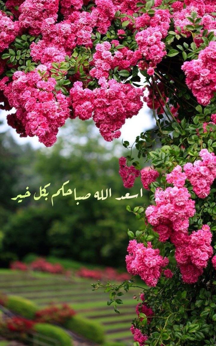 raadhaider4's tweet photo. اطلقوا صراح الحب المحبوس في داخلكم
دعوه ينطلق بعيداً ، دعوه يتساقط https://t.co/8b7DrZFmTo