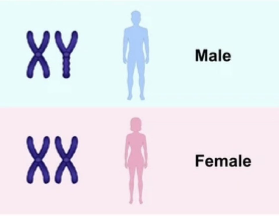 RayOFreedom's tweet photo. @MrAndyNgo Just a matter of time until the left makes acknowledging basic biology a hate crime. https://t.co/lr7Jnh0IBj