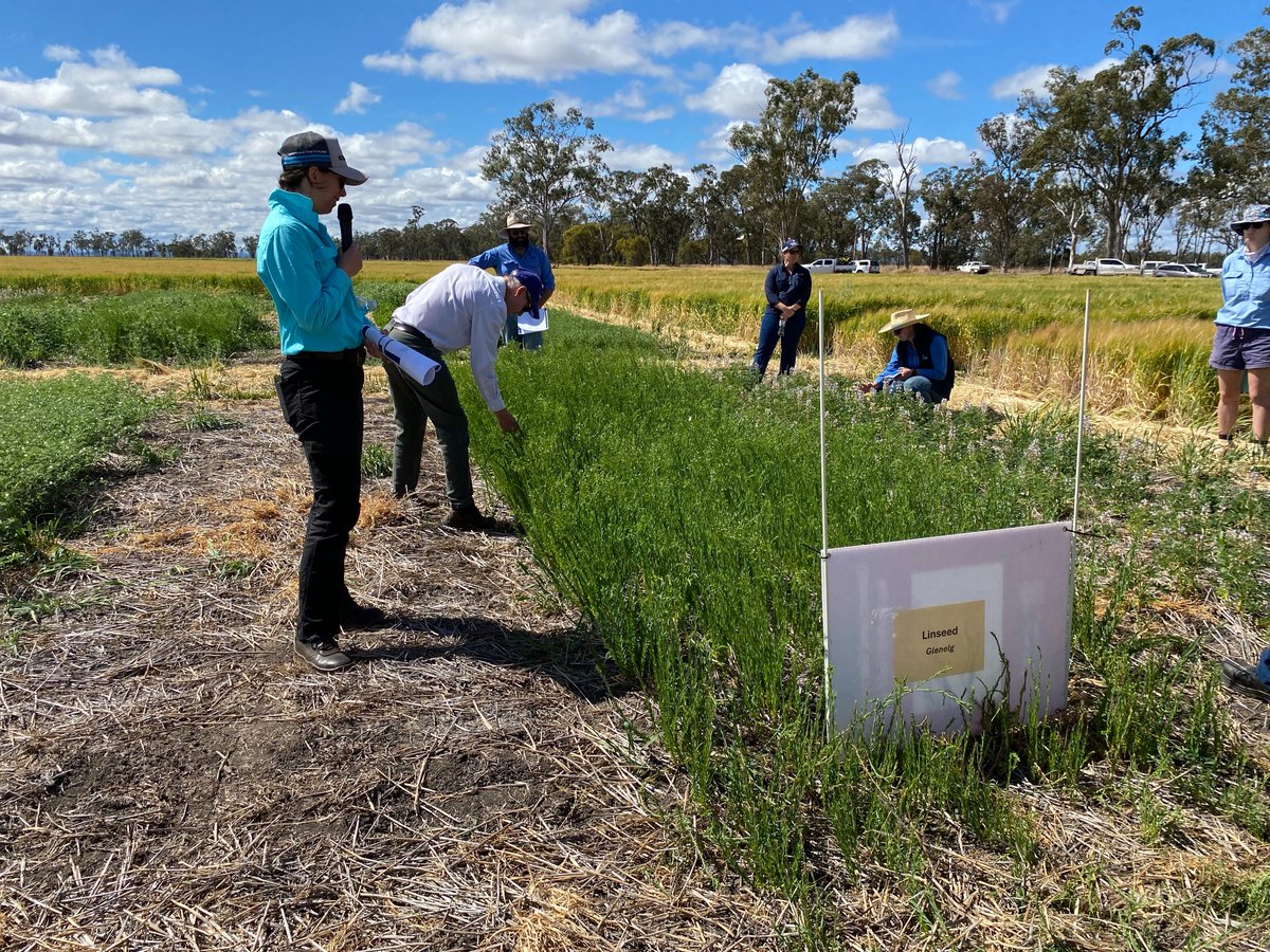GRDCNorth's tweet photo. This is what @thegrdc National Grower Network is all about.

Growers joined us at #Jandowae today to discuss canola profitability, alternative winter crops and on-farm experimentation.

An idea raised at an NGN Forum a year ago now in the ground and generating valuable insights. https://t.co/aq3rTq8xyE