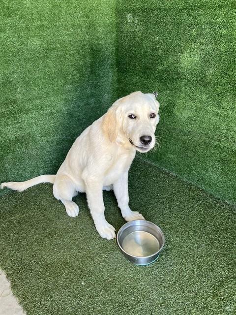 AnimaLancaster's tweet photo. #A5796830
Female, white Labrador Retriever
4 months old.
https://t.co/DzGui0c76F https://t.co/NsV08NqMJx