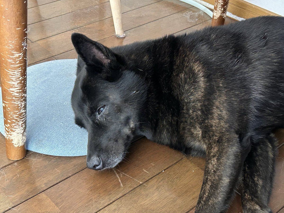 sudake_24's tweet photo. いい感じの枕を見つけた犬 https://t.co/BofwJAt8Xc
