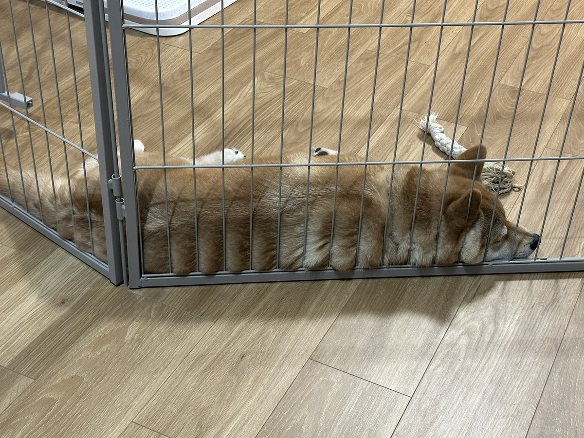 teddywolf's tweet photo. ボンレス犬をくらえ https://t.co/aQPBiv5456