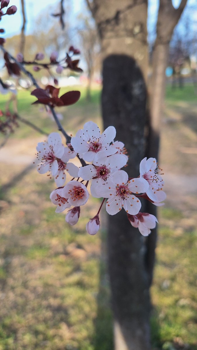 GildaMezger's tweet photo. Mis flores fav ❤️🌸 https://t.co/T0cLvEzHiv