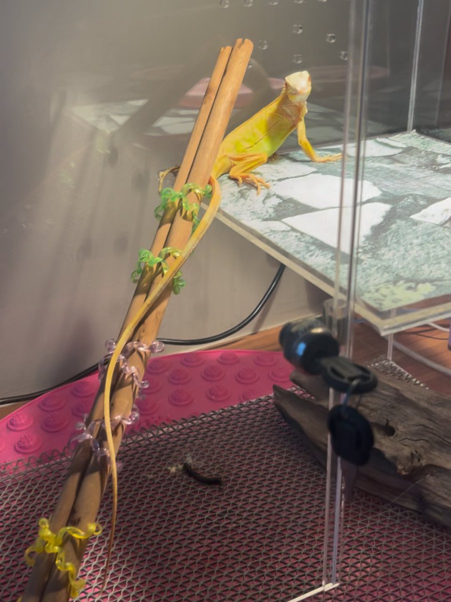 chatnoir_Js2's tweet photo. レモン色の可愛いイグアナちゃん、今日も特等席でまったり中 🍋🦎✨長〜��尻尾がリボンみたいでとってもオシャレでしょ？🤭🎀見てるだけで毎日の疲れが吹き飛んじゃいます 🥺💚
#イグアナ #アルビノイグアナ #爬虫類のいる生活 #爬虫類好きと繋がりたい #キリトリセカイ #私の癒やし https://t.co/LqqPQQlZv9
