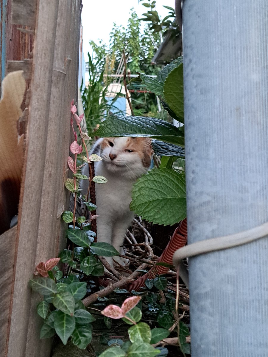 TsuuJiii's tweet photo. ネットで仕入れた猫語（真偽不明）で野良さんに「遊ぼうや」って話しかけたら超近付いて来てハピネス👼👼 https://t.co/efa7lfG3I4