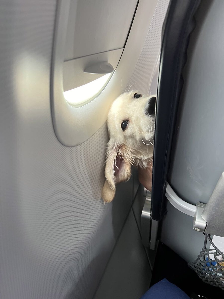 everythingdogss's tweet photo. https://t.co/BuSKa8c2Gk
