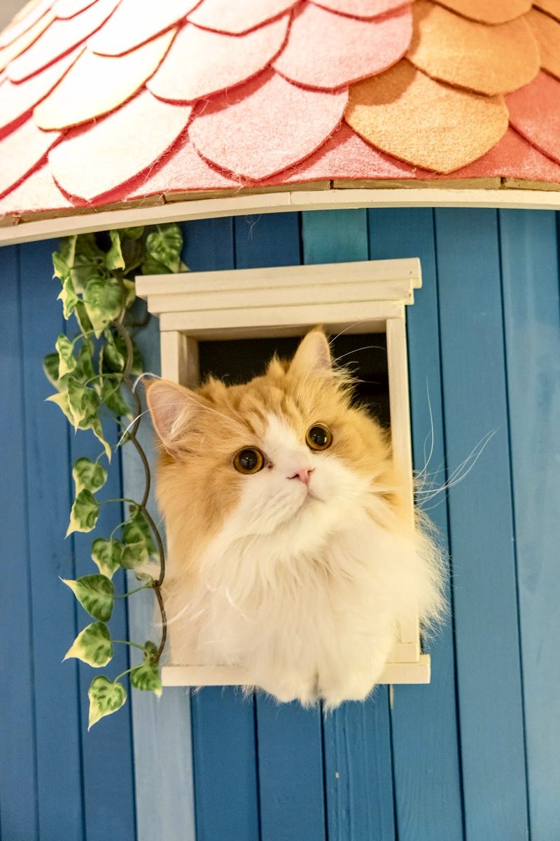 猫 カフェ 猫 家