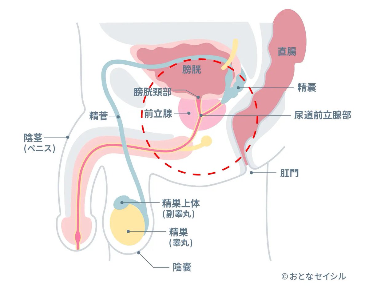 otona_seicil's tweet photo. 男性の潮吹き体験談✨

潮の正体は尿？
漏らすのって意外と難しい？
射精後10秒以内が勝負…

など、潮吹きにまつわるアレコレを聞いてみたよ！
https://t.co/r6VIMsb5nc https://t.co/wJeZxbOCML