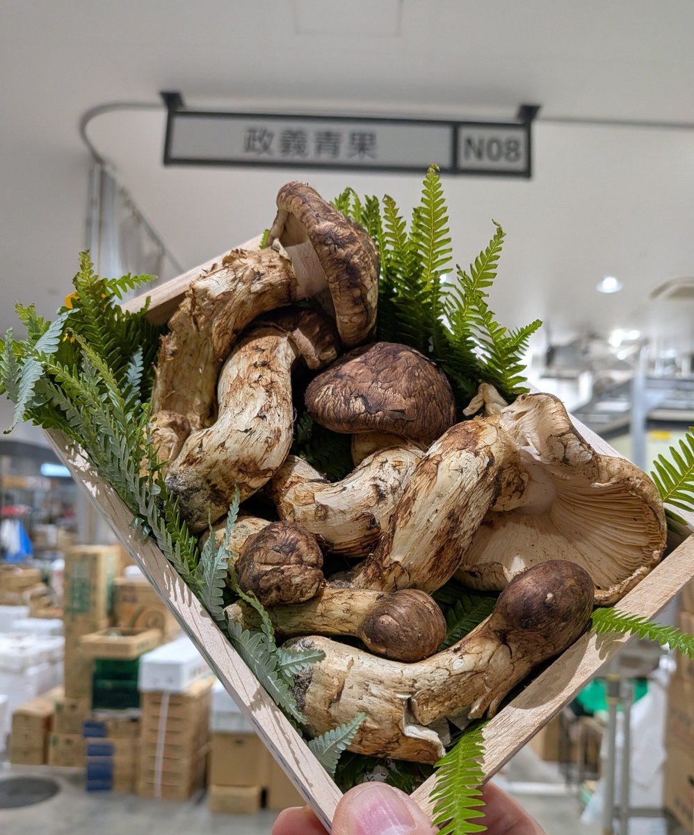 gisyun's tweet photo. 今朝の豊洲市場・政義青果、岩手県より松茸が入荷しました♫　久しぶりの入荷です。今年は豊作だといいですね。北海道やブータン上物もあります😄 #政義青果 #豊洲市場 #岩手県産松茸 #北海道産松茸 #ブータン産松茸 https://t.co/3befthS5iO