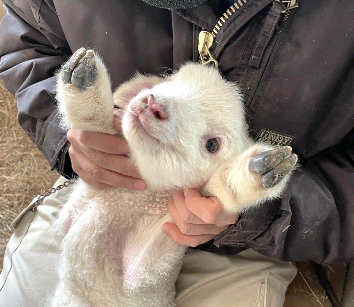 LovelyCuteDaily's tweet photo. baby lambs and goats<3 https://t.co/IoAVtcZiVT