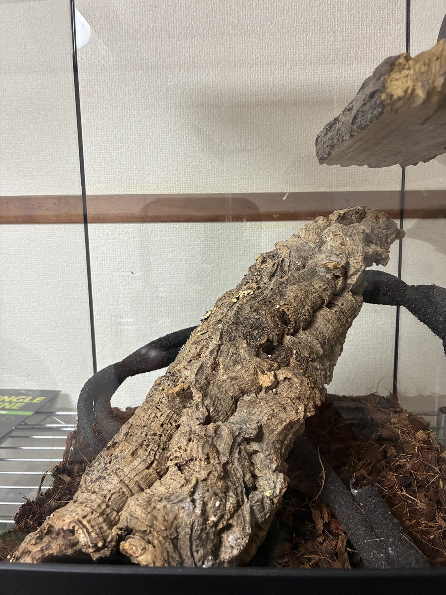 yamsanbb's tweet photo. 江島産　ニシヤモリ
ほぼコルク飼ってるのと同義 https://t.co/Xk6qPl1PvS