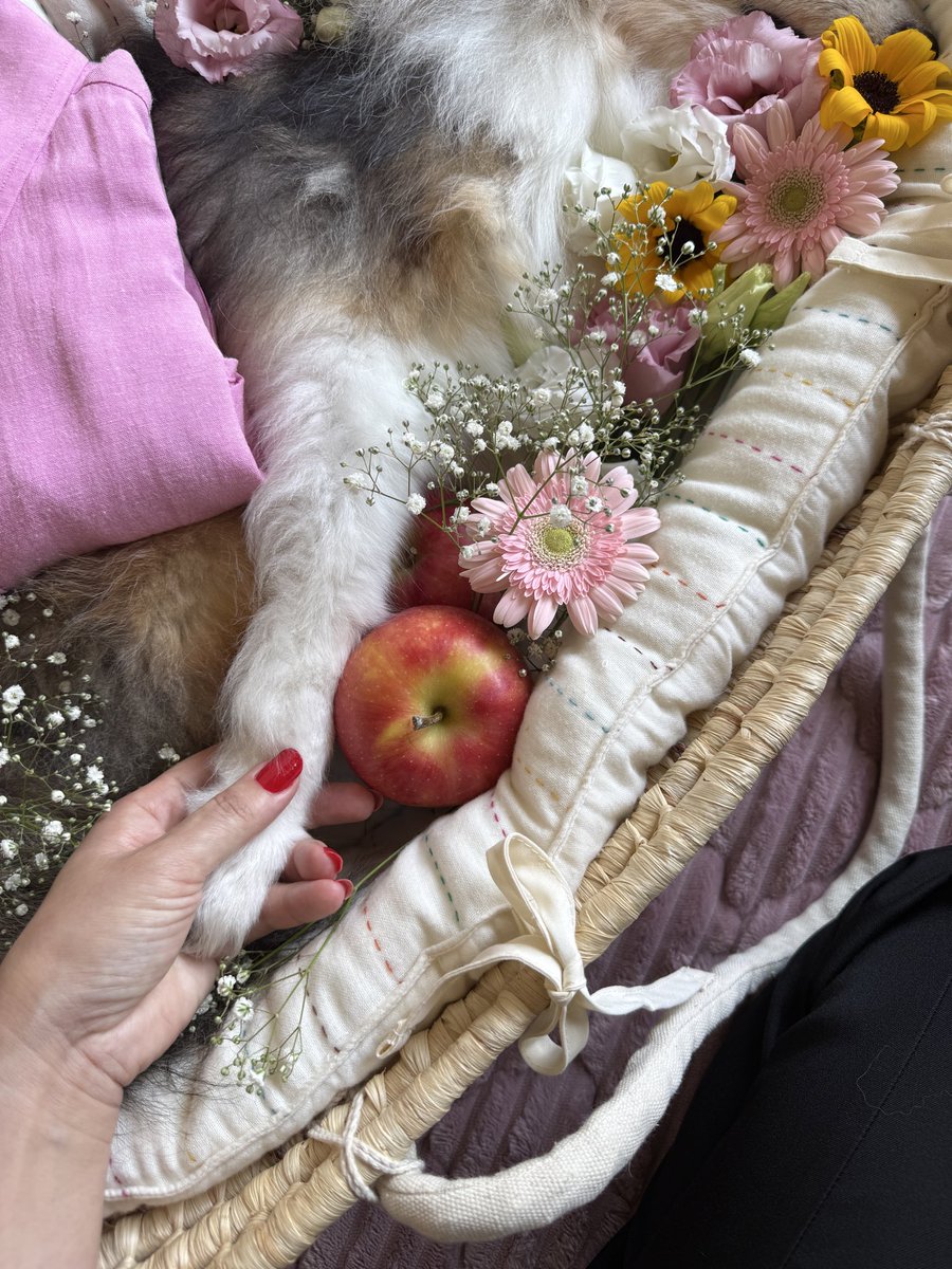 shoko97780865's tweet photo. さくらちゃん、本日朝7:45に天国に1人でお散歩にお出かけしました。
家族の腕に抱かれながら、みんなで行ってらっしゃいをしました。
お誕生日に7時間45分一緒に過ごせて幸せでした。
本日14時に天国に送り出します。
天国にいる諸先輩方、私の可愛いさくらをよろしくお願いいたします🌸
＃16歳2ヶ月 https://t.co/XJZCdL7hyh