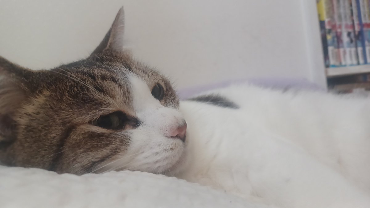 motoha_Splatoon's tweet photo. 今起きて横見たらこれ
猫と寝すぎた https://t.co/i5VfVDFchu