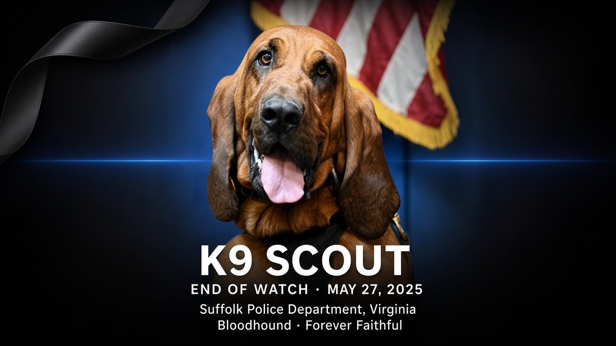 TheRealMadOx's tweet photo. K9 Scout worked himself to death tracking a fugitive in the Virginia woods.

Four year old bloodhound. First one Suffolk PD had in nearly 50 years. On May 26, 2025 he searched heavy woods near the 8100 block of South Quay Road for a wanted man. Hours later the heat and the work caught up to him. He went into distress and died the next morning at the vet.
Over 100 tracks. Multiple awards. Quietly did the job until the job took him.

These dogs give everything and ask for nothing. Most folks never notice until one is gone.
Rest easy, Scout. Virginia remembers.

H/t Suffolk PD