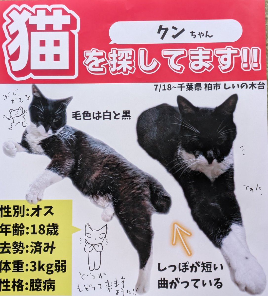 WVElR6RbLXNdUzr's tweet photo. 千葉県柏市で黒白猫クンを探して
3年１ヶ月が過ぎました。

クンも私も高齢で体力が続きにくくなっています。
チラシも残り少なくなり無理に配れなくなりました。

でもいつかという気持ちは捨てずに、
静かに日常を過ごしています。

応援くださる皆様🌻
感謝しています
そして、ごめんなさい https://t.co/2G0EX9m7d8