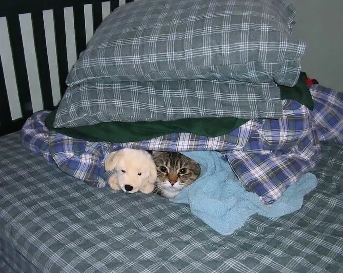 BestOfMeow's tweet photo. https://t.co/nb4fD0MSPp