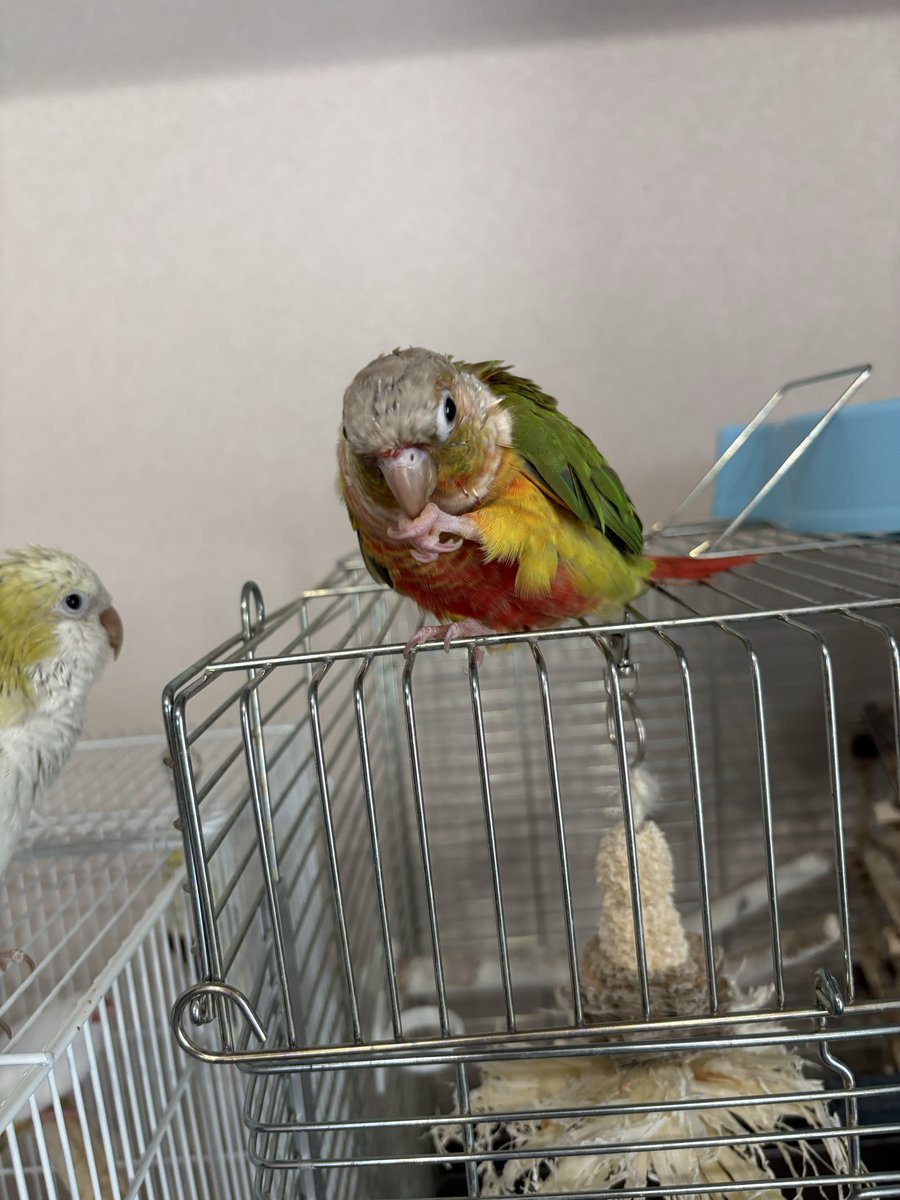 michina_A's tweet photo. ウロコインコって意外とカラバリ豊富だから…これなんて色だろう（イメージはできるけど名前どれだっけ）状態が多い https://t.co/gUTY30krzu