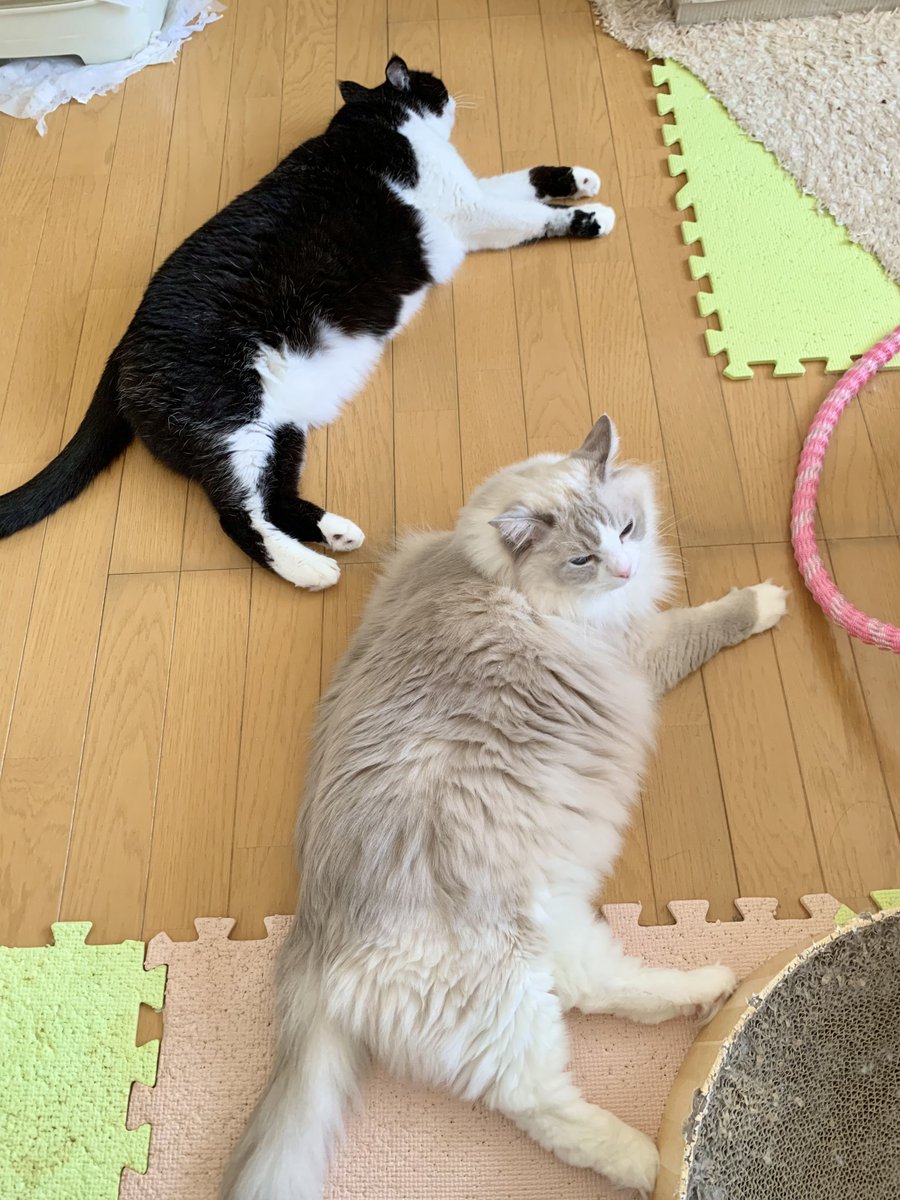 nyorumaru's tweet photo. ふう。 https://t.co/6RRdSeli46