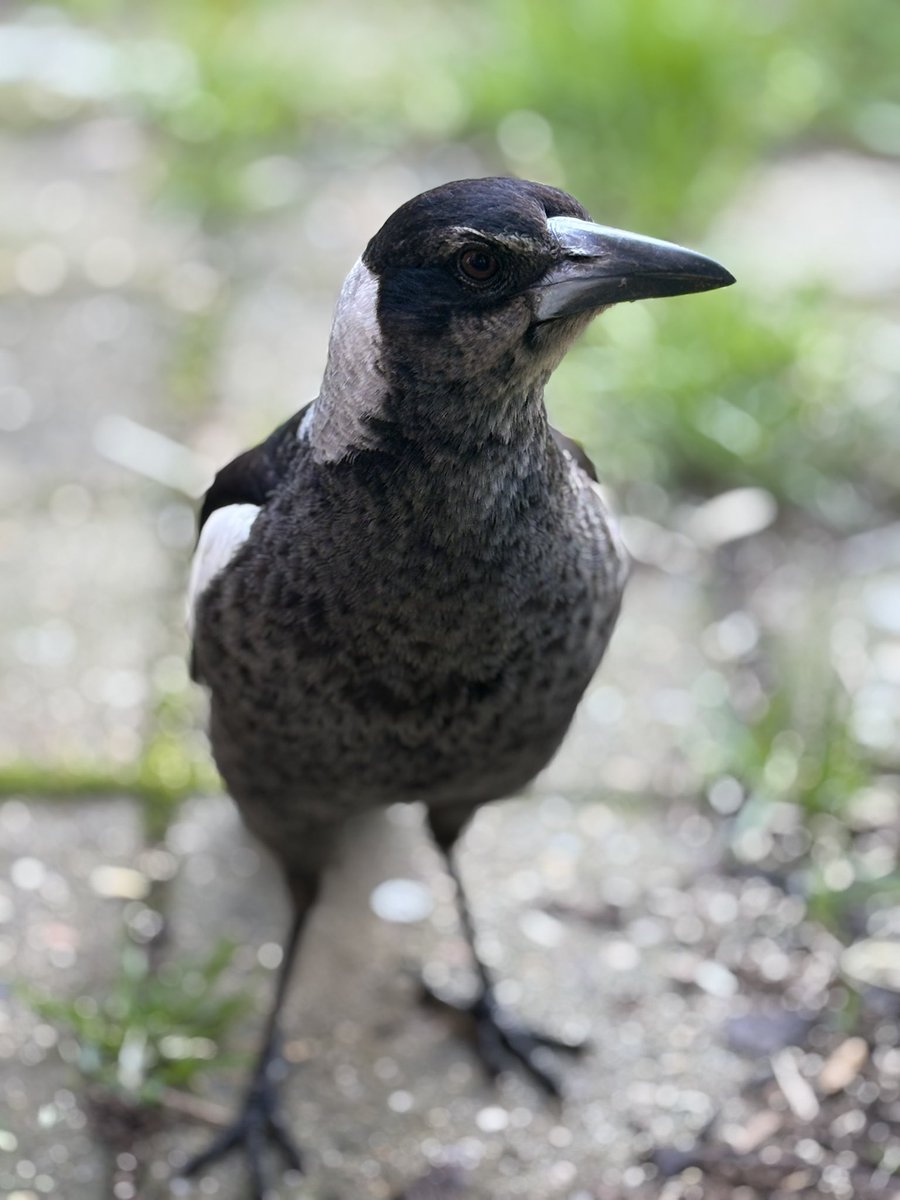 photosbynoah's tweet photo. Magpie in my backyard π€π€
Photos taken today Monday 24th August 2026 , In Wagga Wagga NSW Australia
#NativeWildlife #magpies #photography #australia https://t.co/YEQTEpoXXT